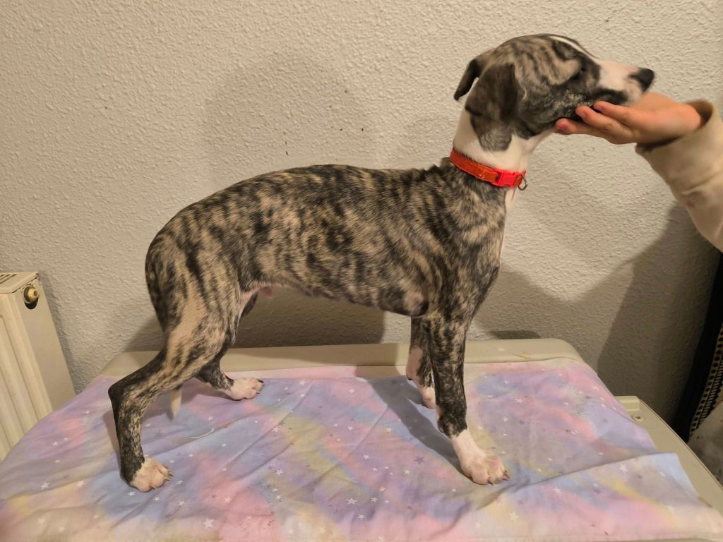 Hakuna'matata Kipepeo - Chiot disponible  - Whippet