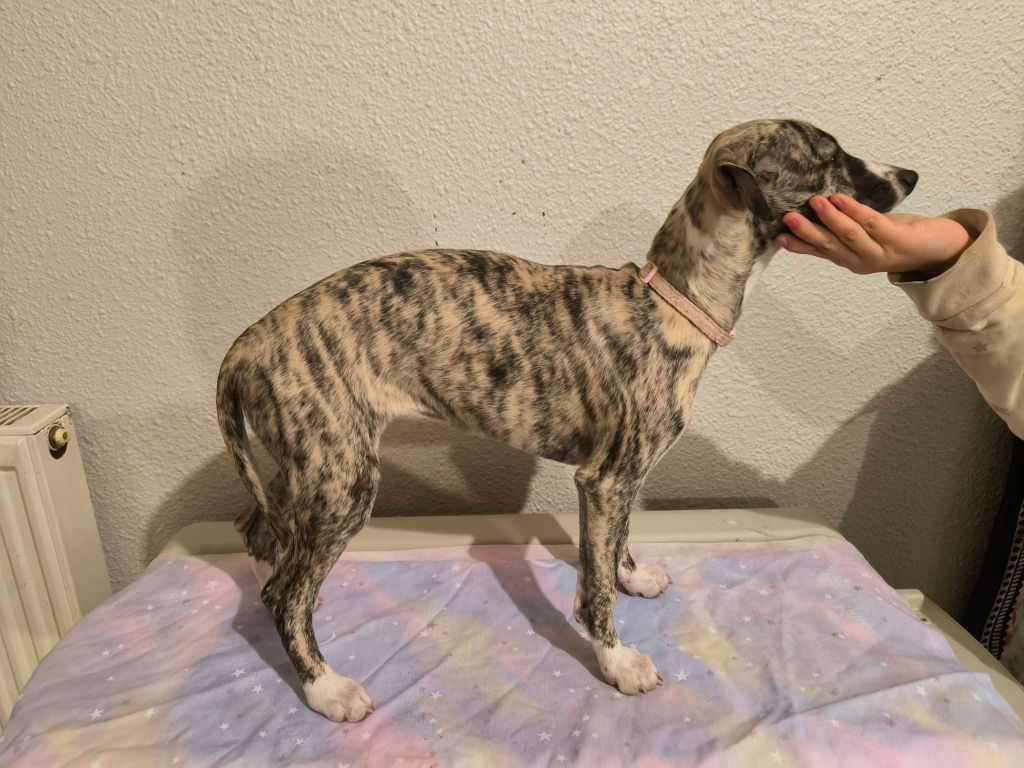 Hakuna'matata Kipepeo - Chiot disponible  - Whippet