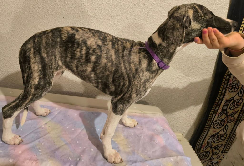 Hakuna'matata Kipepeo - Chiot disponible  - Whippet