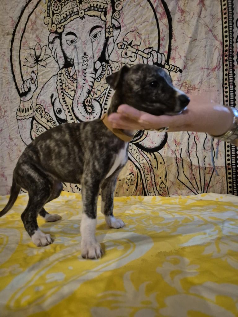 Hakuna'matata Kipepeo - Chiot disponible  - Whippet