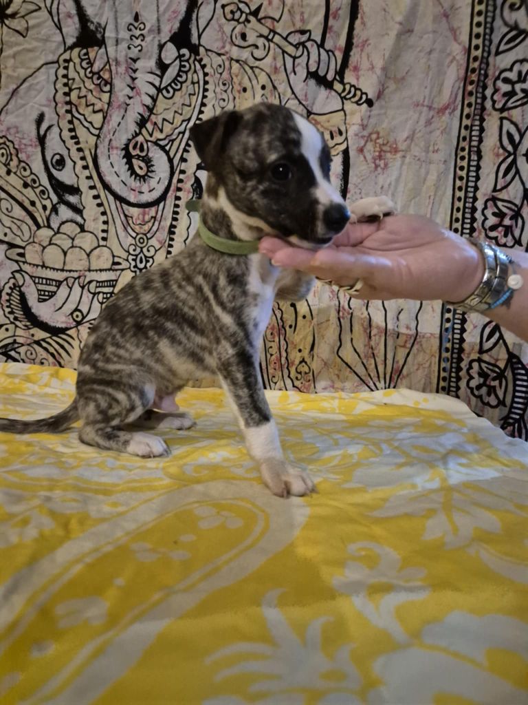 Hakuna'matata Kipepeo - Chiot disponible  - Whippet