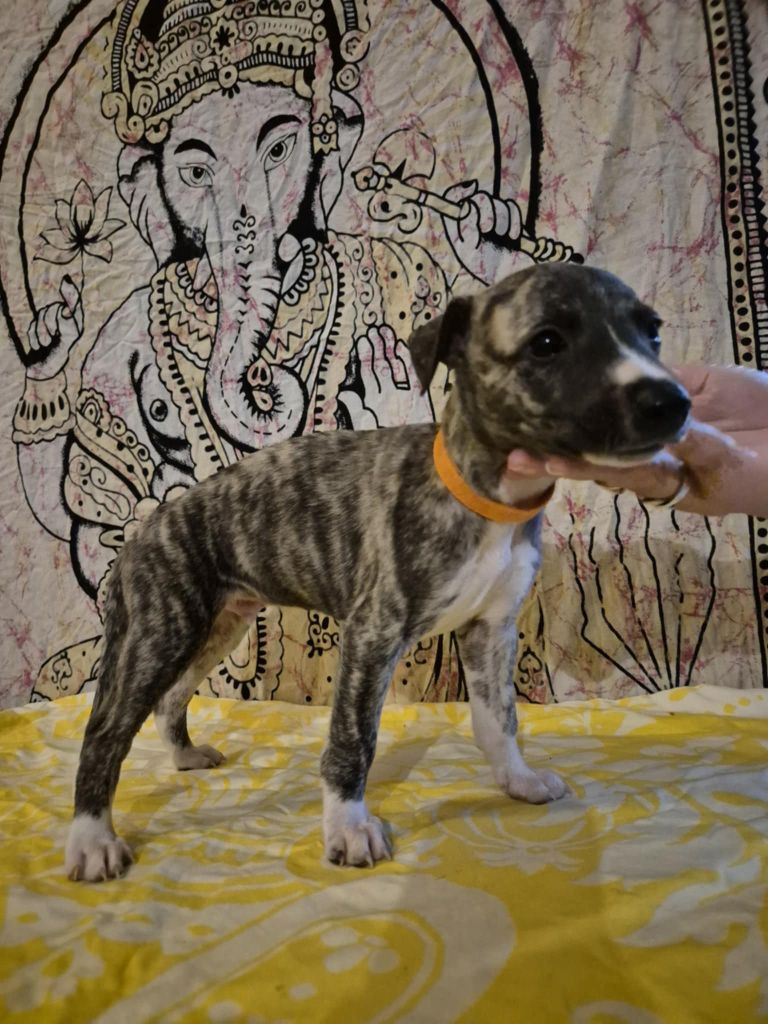 Hakuna'matata Kipepeo - Chiot disponible  - Whippet