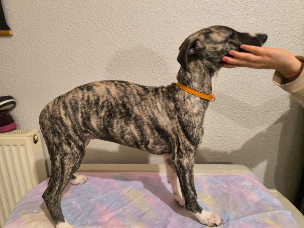 Hakuna'matata Kipepeo - Chiot disponible  - Whippet