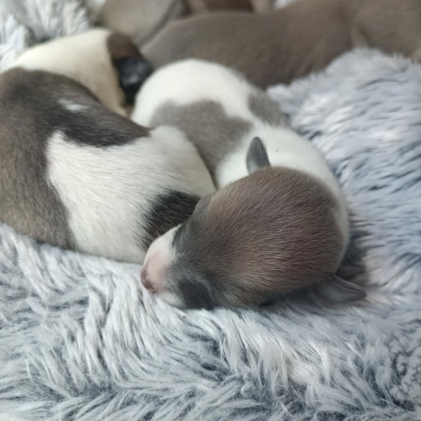 Hakuna'matata Kipepeo - Chiots disponibles - Whippet