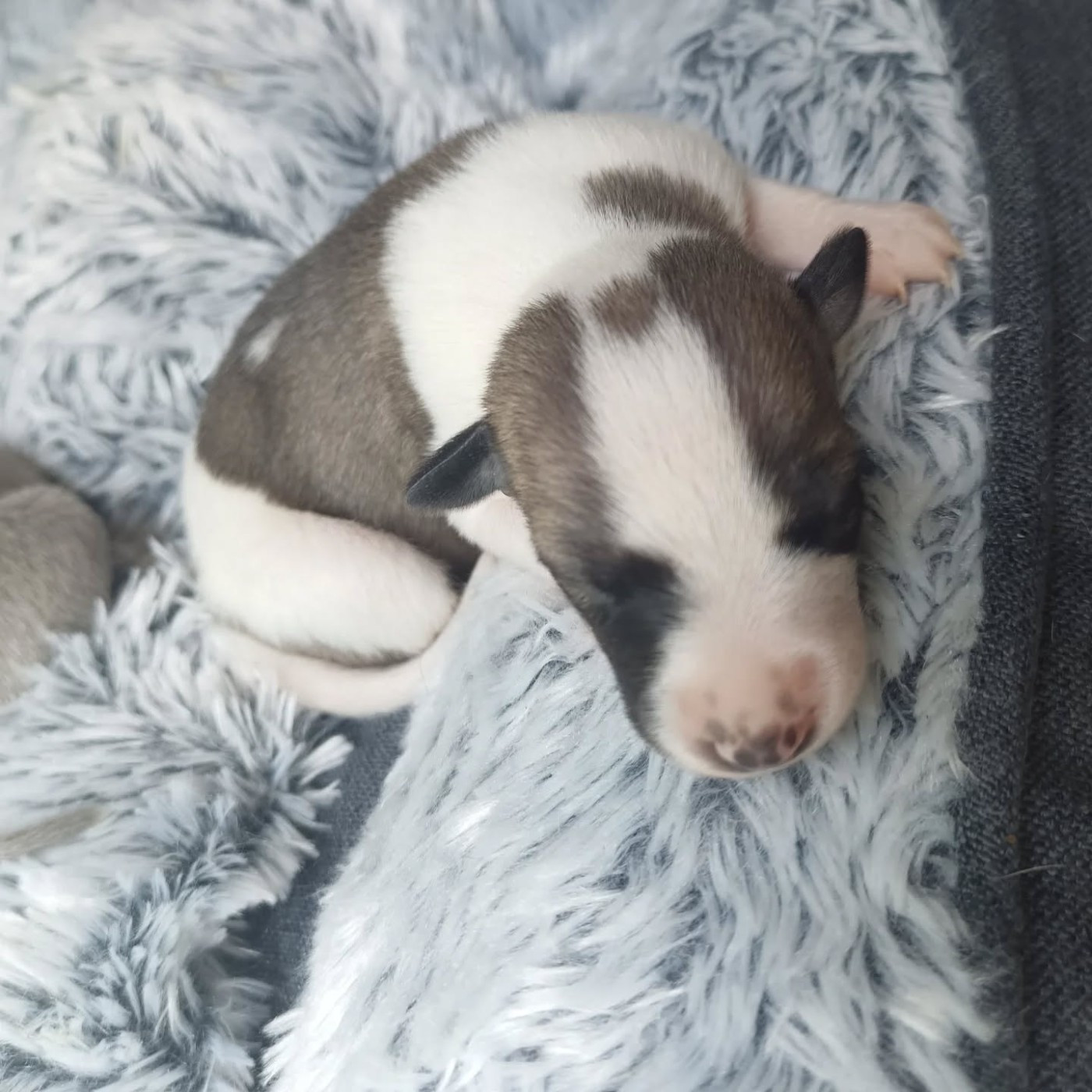 Hakuna'matata Kipepeo - Chiots disponibles - Whippet