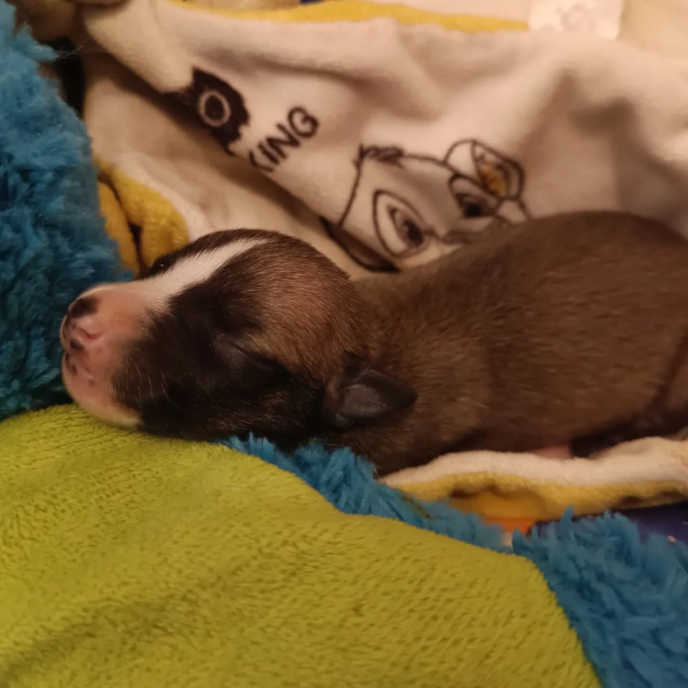 Hakuna'matata Kipepeo - Chiots disponibles - Whippet