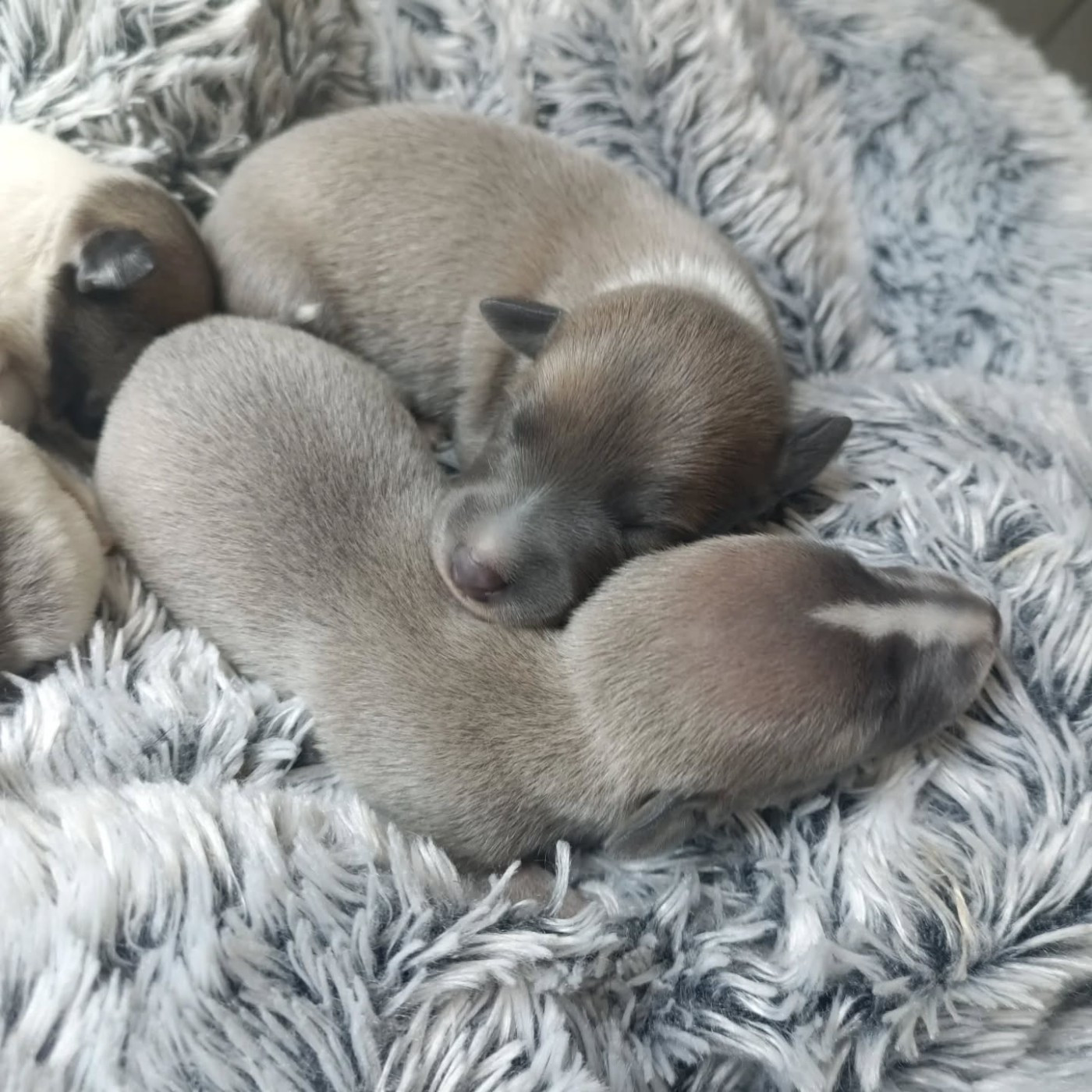 Hakuna'matata Kipepeo - Chiots disponibles - Whippet