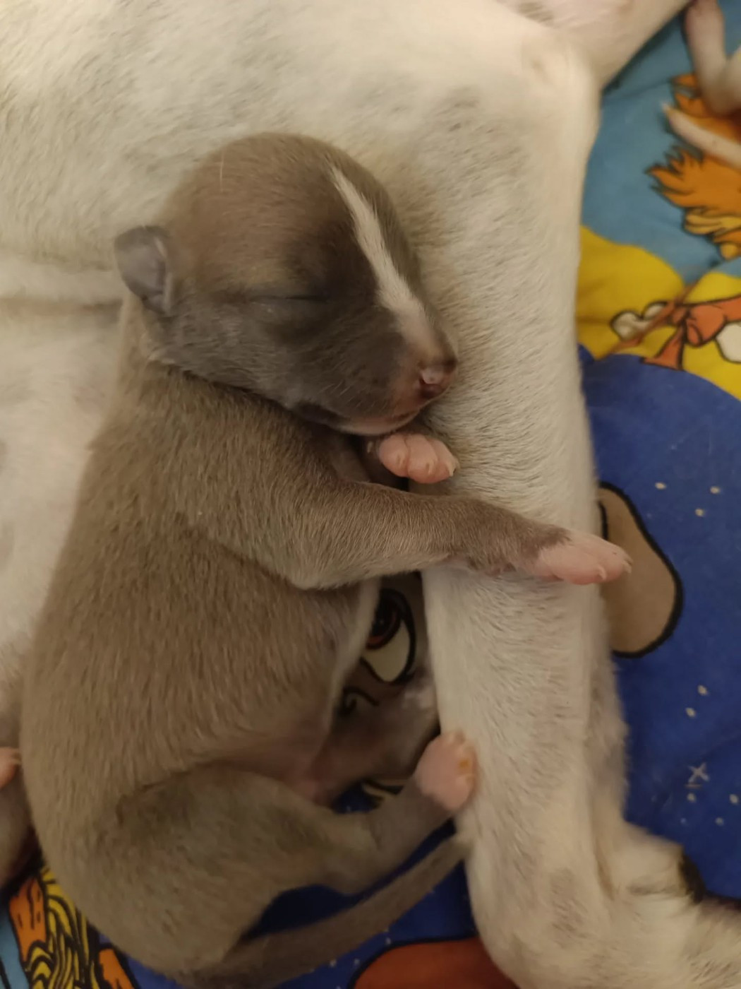 Hakuna'matata Kipepeo - Chiots disponibles - Whippet