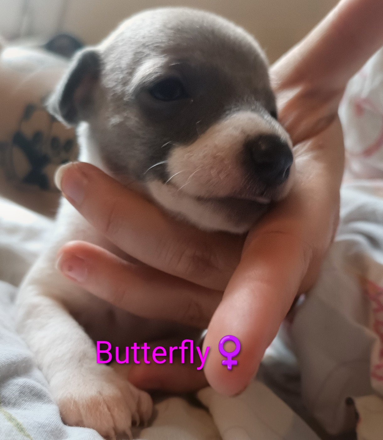 Hakuna'matata Kipepeo - Chiots disponibles - Whippet
