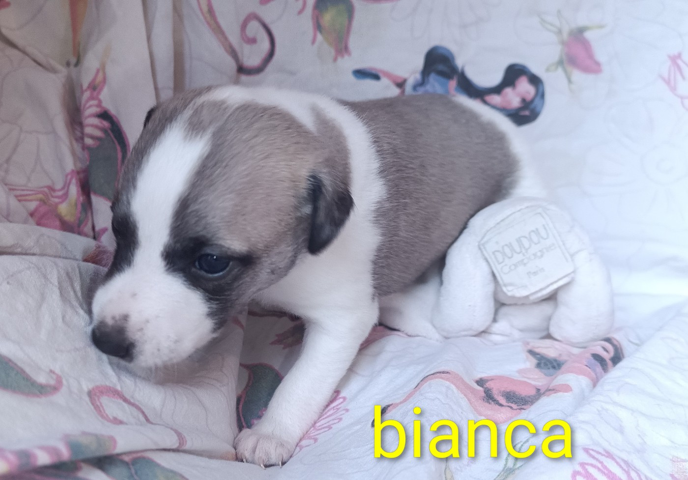 Hakuna'matata Kipepeo - Chiots disponibles - Whippet