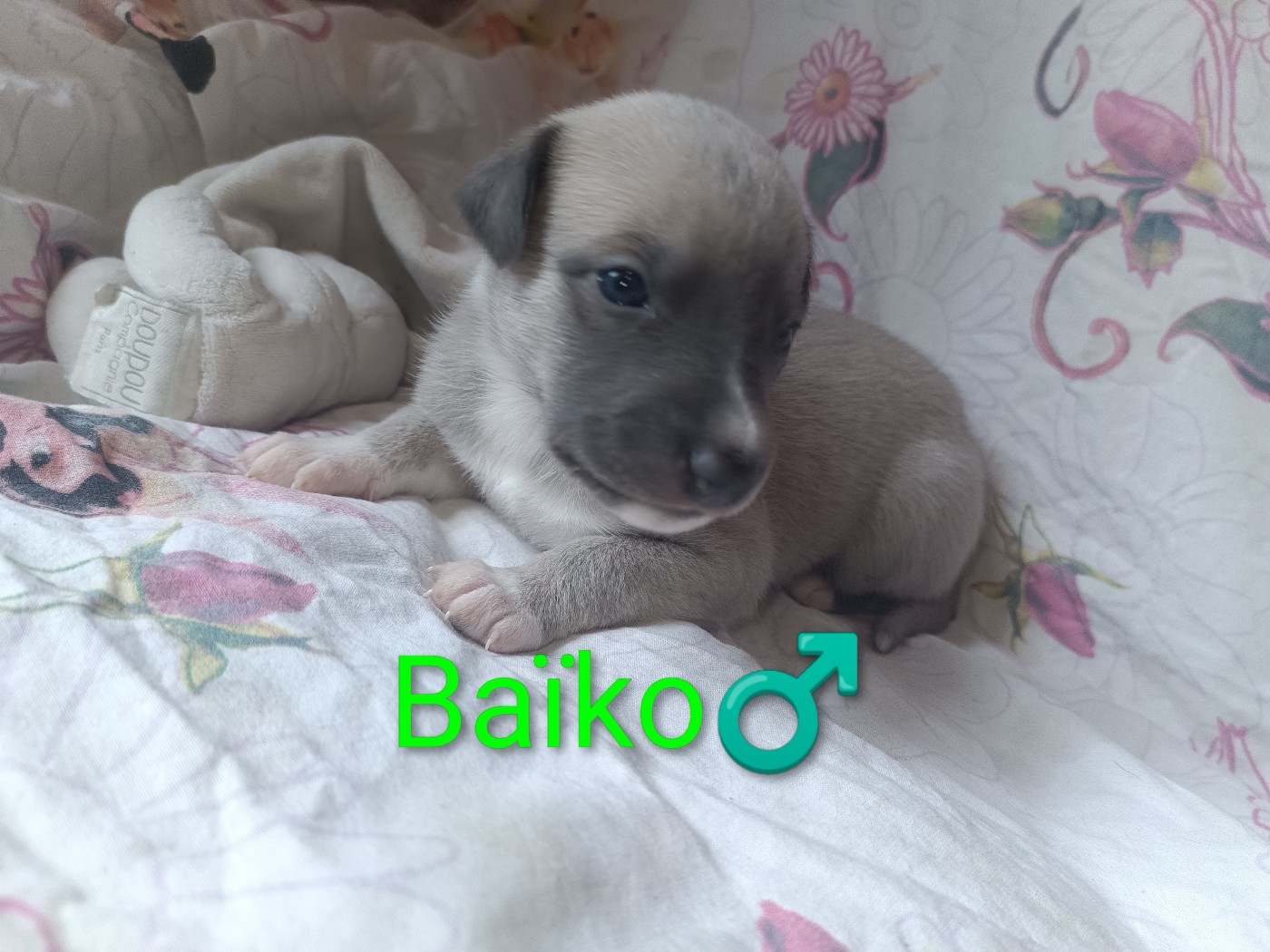 Hakuna'matata Kipepeo - Chiots disponibles - Whippet